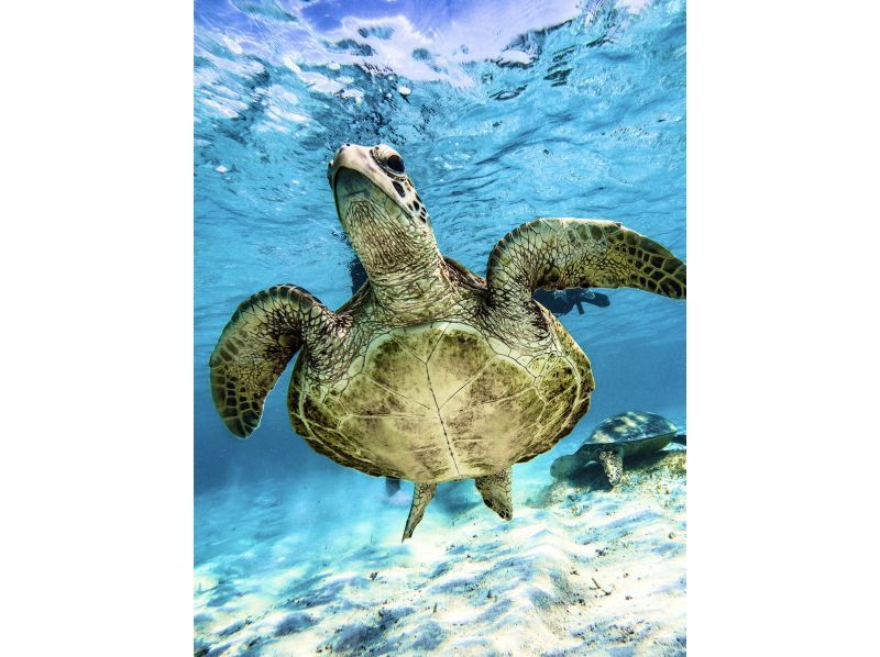 [100% encounter rate continues] Enjoy the Miyako blue! Sea turtle snorkeling {2024 results} ★Beginners/Families welcome★ [Free photos]の紹介画像