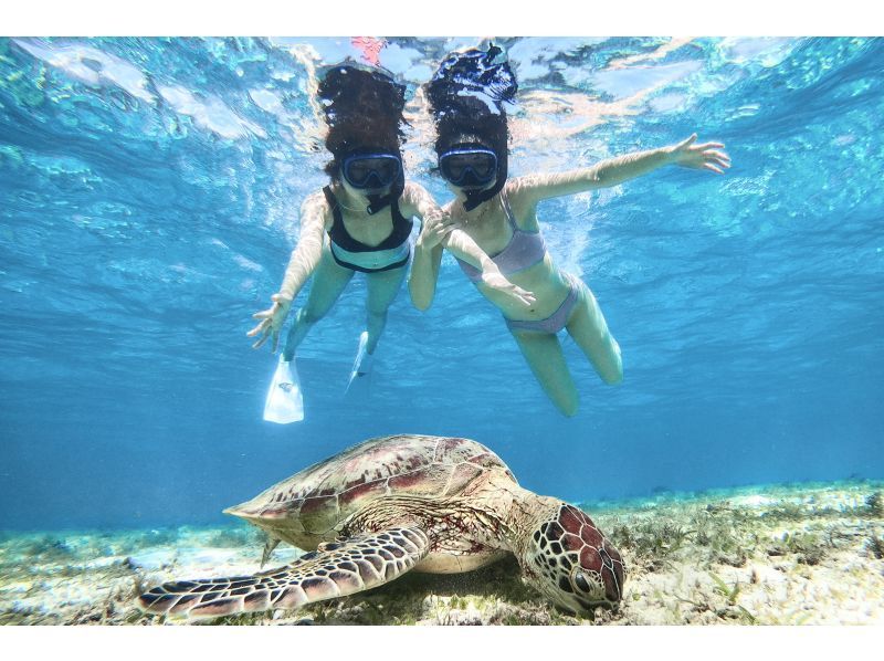 [100% encounter rate continues] Enjoy the Miyako blue! Sea turtle snorkeling {2024 results} ★Beginners/Families welcome★ [Free photos]の紹介画像