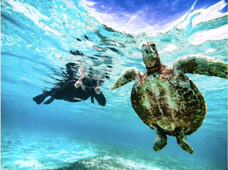 [100% encounter rate continues] Enjoy the Miyako blue! Sea turtle snorkeling {2024 results} ★Beginners/Families welcome★ [Free photos]の紹介画像