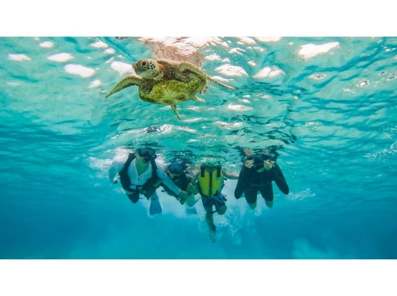 [100% encounter rate continues] Enjoy the Miyako blue! Sea turtle snorkeling {2024 results} ★Beginners/Families welcome★ [Free photos]の紹介画像