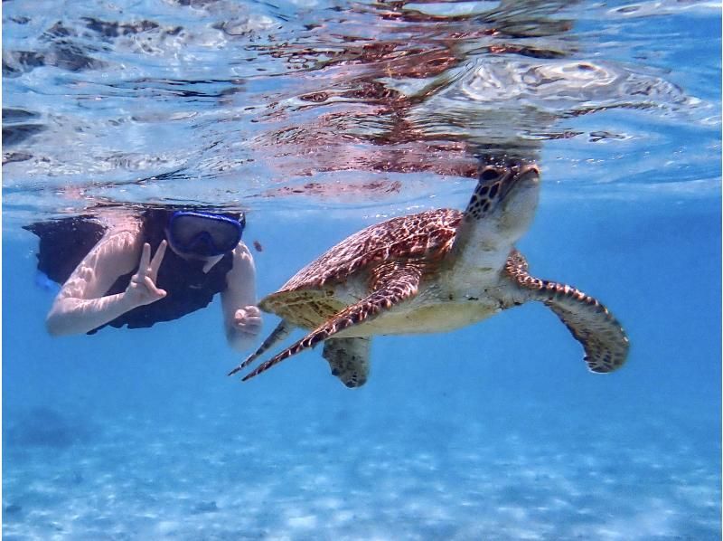 [100% encounter rate continues] Enjoy the Miyako blue! Sea turtle snorkeling {2024 results} ★Beginners/Families welcome★ [Free photos]の紹介画像