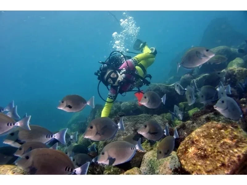 [靜岡/伊東]體驗潛水★下午部分★讓我們認識海葵魚♪歡迎初學者！免費租用相機！の紹介画像