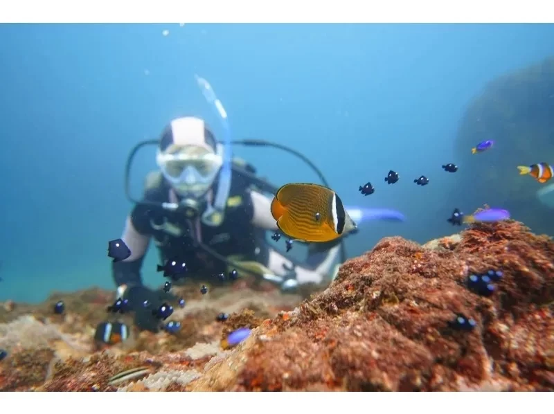 [ชิซูโอกะ/อิโตะ] ประสบการณ์การดำน้ำ ★ ตอนบ่าย ★ พบกับปลาการ์ตูนกันเถอะ ♪ ยินดีต้อนรับผู้เริ่มต้น! เช่ากล้องฟรี!の紹介画像