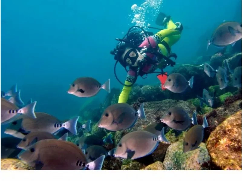[Shizuoka/Ito] Fun Diving ★ 包括从下午开始不太可能的1次潜水租赁★ 也欢迎长时间对自己的技能没有信心的人！の紹介画像