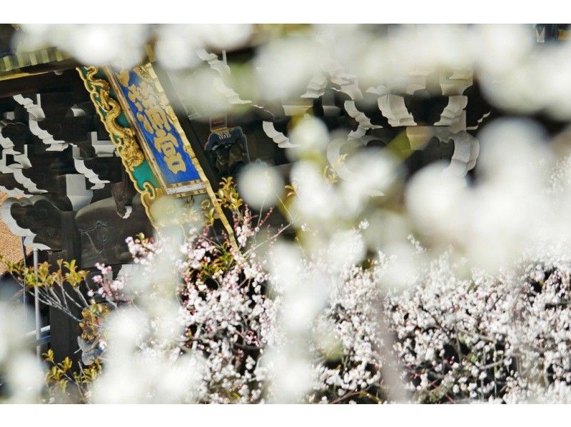 【桜の展覧会】京都さくらビューイングツアー♪〜京都で一番桜に出会える道〜の紹介画像