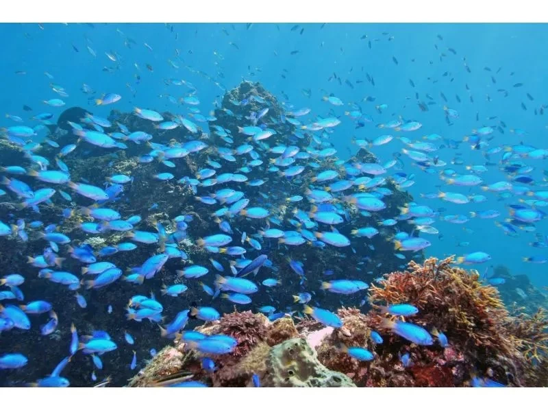 Izu tropical fish diving image