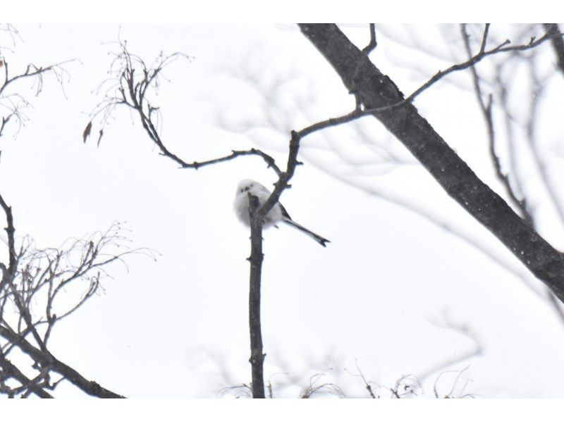 [Hokkaido, Sapporo, Jozankei] Let's walk through the forest with snowshoes, which can only be visited in winter! ～Tekuteku Winter Forest Exploration Tour～ (includes bonfire and roasted marshmallows)の紹介画像