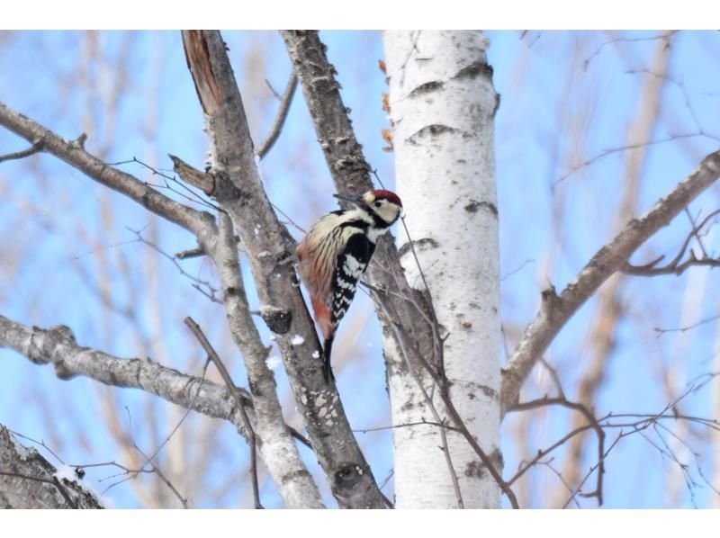 [Hokkaido, Sapporo, Jozankei] Let's walk through the forest with snowshoes, which can only be visited in winter! ～Tekuteku Winter Forest Exploration Tour～ (includes bonfire and roasted marshmallows)の紹介画像