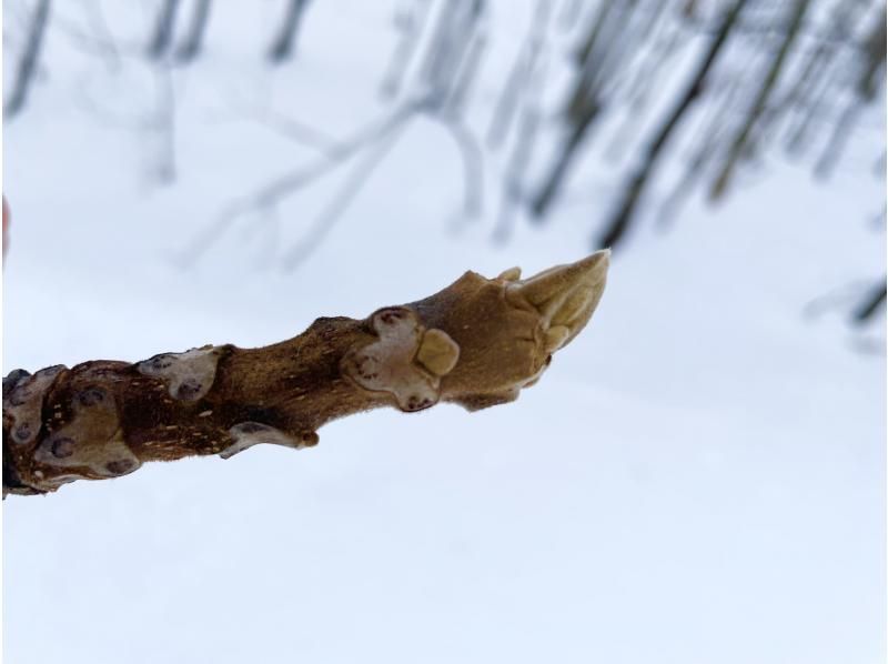 [Hokkaido, Sapporo, Jozankei] Recommended for those who want to do a little skiing or walk through the winter forest! ~Smooth Snow Hike~ (includes bonfire and roasted marshmallows)の紹介画像