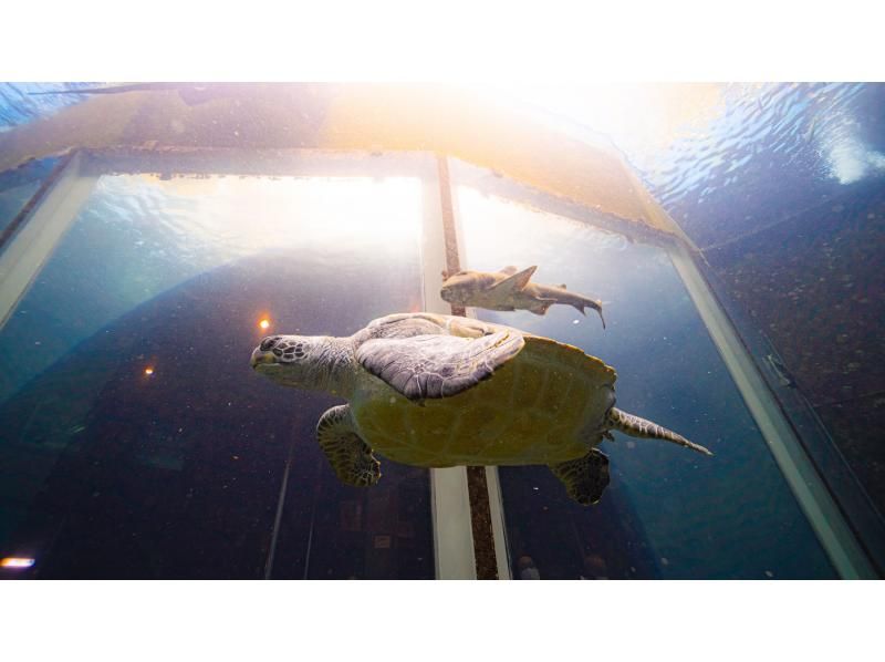 【静岡・下田海中水族館】アクアドームペリー号・大水槽ダイビング（未経験者OK・所要時間約2時間）の紹介画像