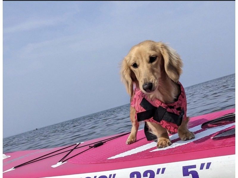 愛犬と一緒にサップorカヤックで海上散歩！の紹介画像