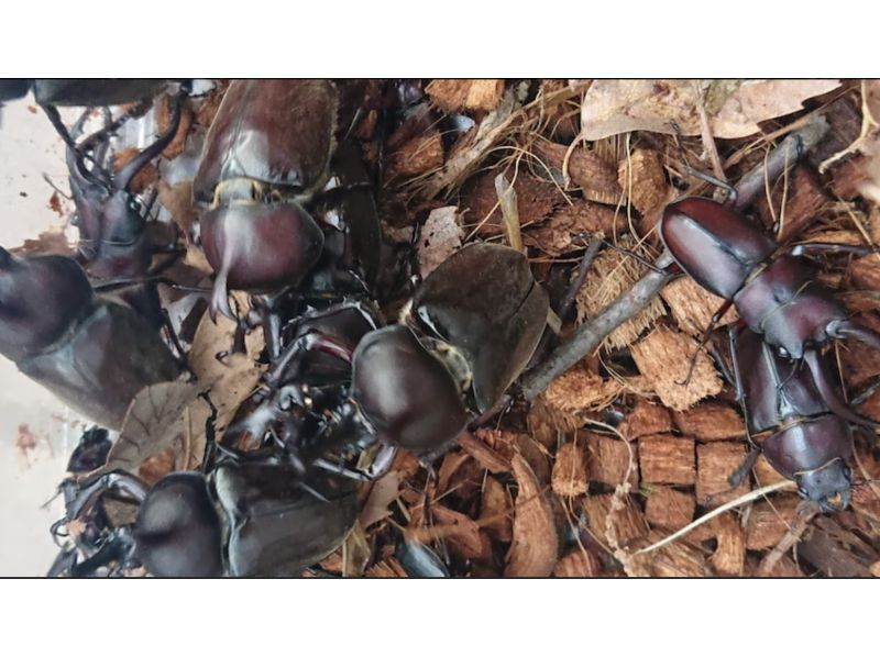 [Tokyo/Kokubunji] Starts at 9:30 pm, only children can participate, June special stag beetle main capture location 5 to 6 tourの紹介画像