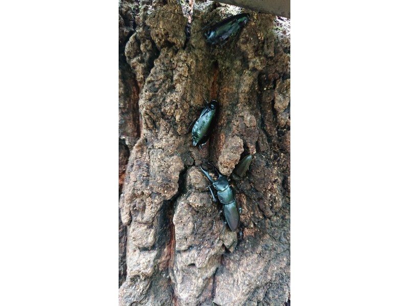 [Tokyo/Kokubunji] Starts at 9:30 pm, only children can participate, June special stag beetle main capture location 5 to 6 tourの紹介画像
