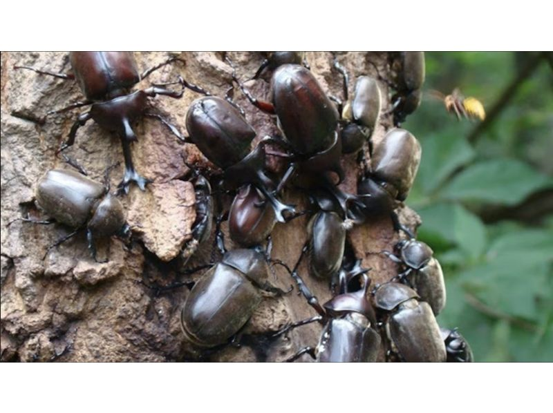 [Tokyo/Tachikawa] From 21:00 (2nd time when catching is possible, small group) *Family friendly* Midnight tour, rhinoceros beetle exploration! Held only from June to Augustの紹介画像