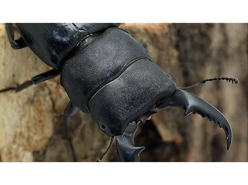 [Tokyo/Tachikawa] From 21:00 (2nd time when catching is possible, small group) *Family friendly* Midnight tour, rhinoceros beetle exploration! Held only from June to Augustの紹介画像