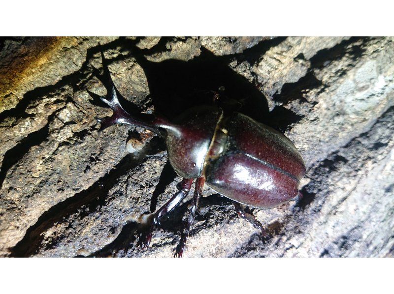 [Tokyo/Fuchu] From 19:00 to 21:00 (you can return home around 22:00) *For young children and families *Beetle and stag beetle observation experience★の紹介画像