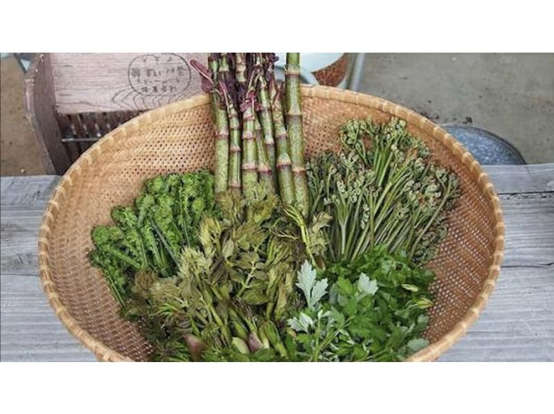 [Yamanashi/Lake Kawaguchi] *Family-friendly* Tour to collect wild vegetables and eat them as tempura @ Yamanashi Prefecture, Mt. Fuji areaの紹介画像