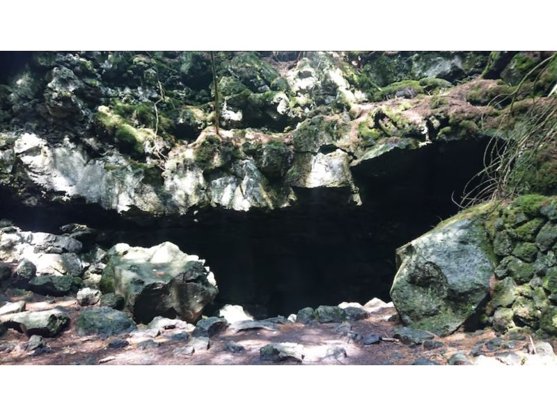 【山梨・河口湖】青木ヶ原樹海トレッキング＆洞窟ツアー、山梨30年の週末暮らしがご案内
