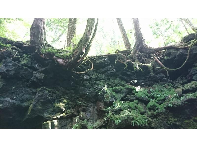 [Yamanashi/ Kawaguchiko] Aokigahara Jukai trekking & cave tour, Yamanashi 30 years of weekend life guideの紹介画像