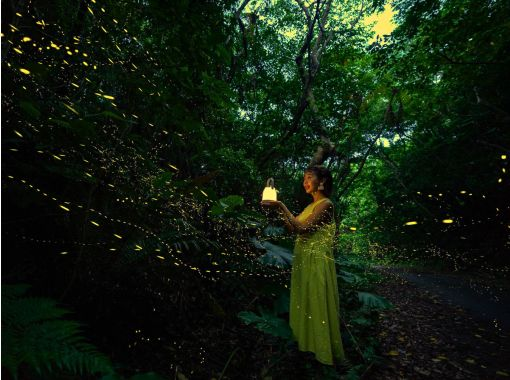 【English OK】”ヤエヤマヒメボタル 【English OK】”ヤエヤマヒメボタル