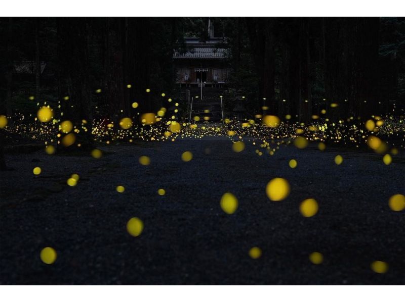 [Okinawa, Ishigaki Island] Special price for children "Yaeyama Hime Firefly" viewing tour ★ Stargazing by Ishigaki City certified guide ★ (Round-trip transportation included)の紹介画像