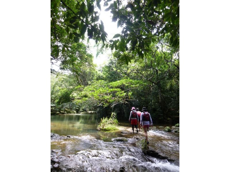 【沖縄・西表島】渓流ジャングルトレッキング★半日たっぷり遊べます！の紹介画像