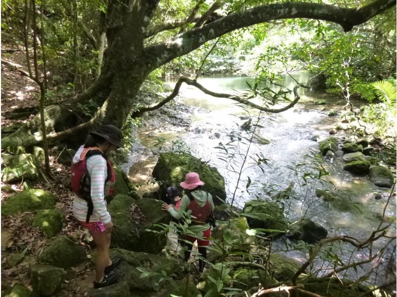 [Okinawa Iriomote Island] mountain stream jungle trekking PMの紹介画像