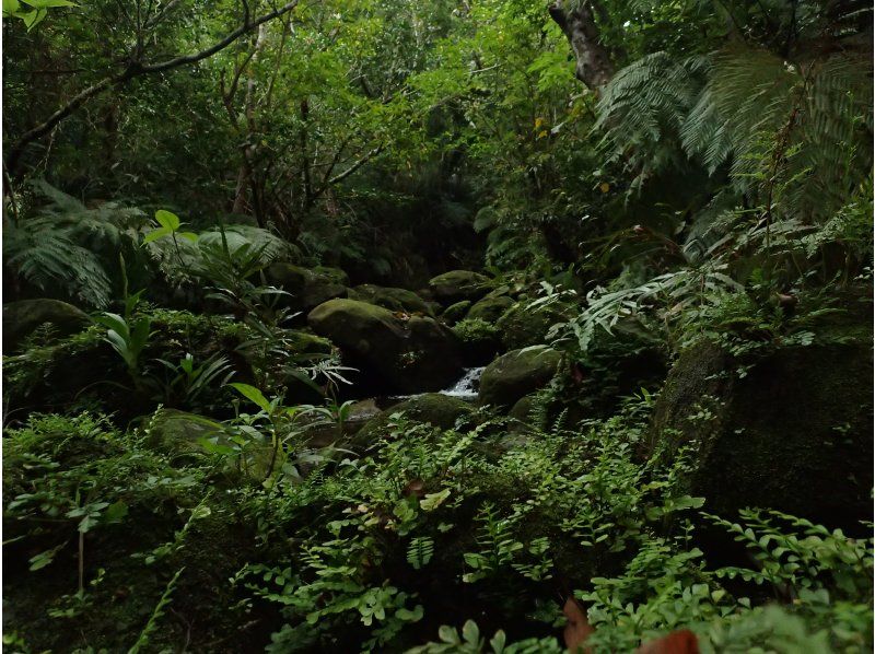 [Okinawa Iriomote Island] mountain stream jungle trekking PMの紹介画像