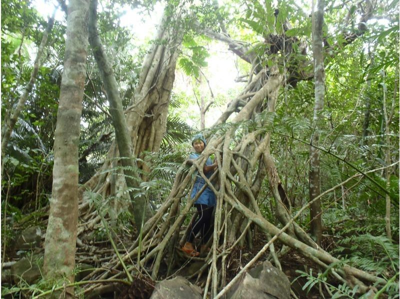 【沖縄・西表島】渓流ジャングルトレッキング★半日たっぷり遊べます！の紹介画像