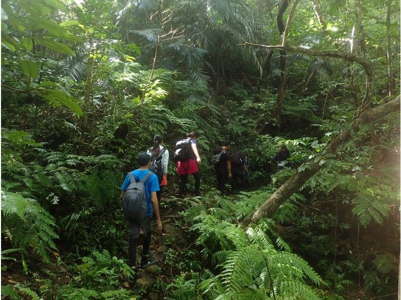 【沖縄・西表島】渓流ジャングルトレッキング★半日たっぷり遊べます！の紹介画像