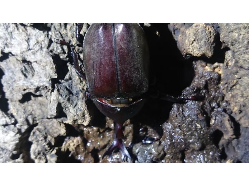 [Tokyo/Kokubunji] From 23:00 (Small groups, the best time to catch them) *For elementary school students and families *Midnight insect observation, tour to search for rhinoceros beetles and stag beetles in the middle of the nightの紹介画像