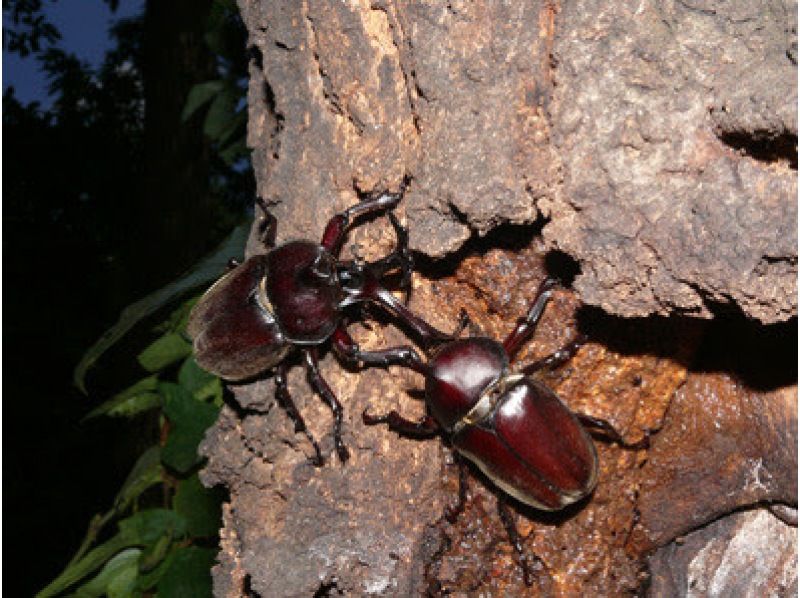 Kanto Outing Recommended for families with children! Children Family Outdoor Spots Tokyo Chofu Insect Collecting Guide Night Night Tour Nogawa Nature School