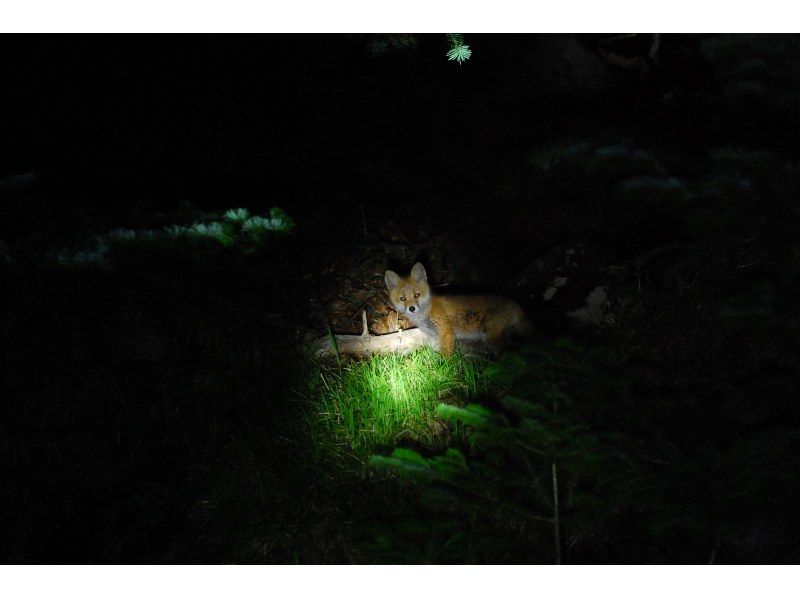 [北海道知床]夜间野生动物园知床の紹介画像