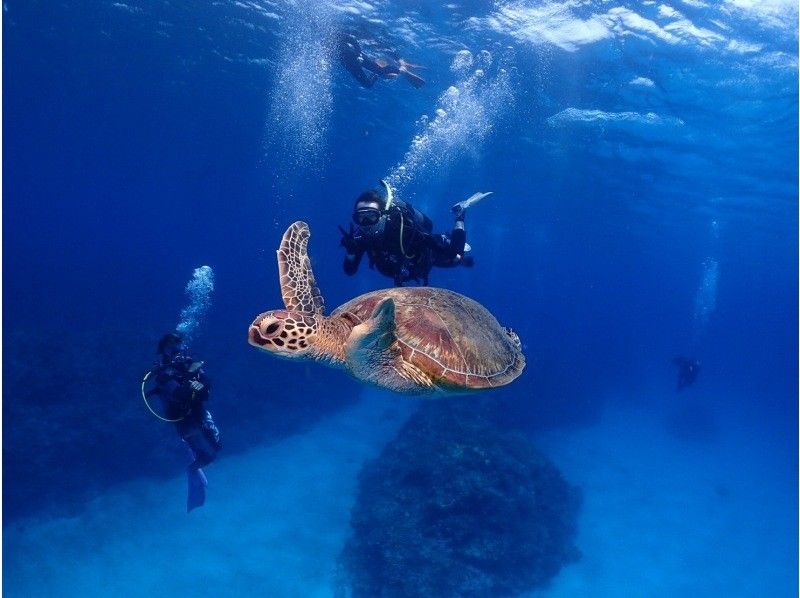[Okinawa Kerama Islands] Let's meet sea turtles with Kerama boat half-day experience diving! Free transportation within Naha city! Free equipment rental!の紹介画像