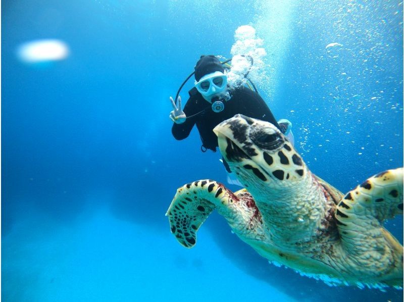 [Okinawa Kerama Islands] Let's meet sea turtles with Kerama boat half-day experience diving! Free transportation within Naha city! Free equipment rental!の紹介画像