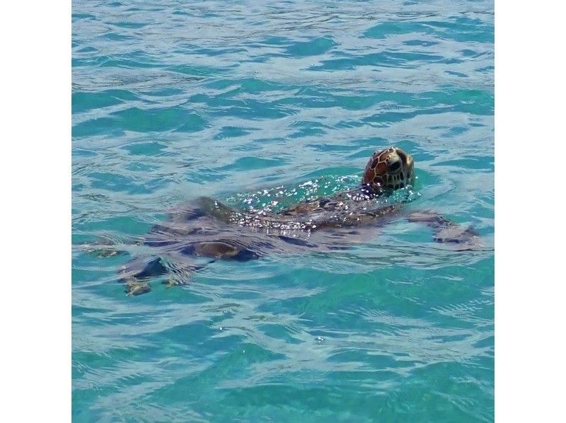 奄美大島【当日予約可能】クリアカヤック（90分）※ドローン空撮動画等写真の無料プレゼントあり※おひとり様もお任せください★の紹介画像