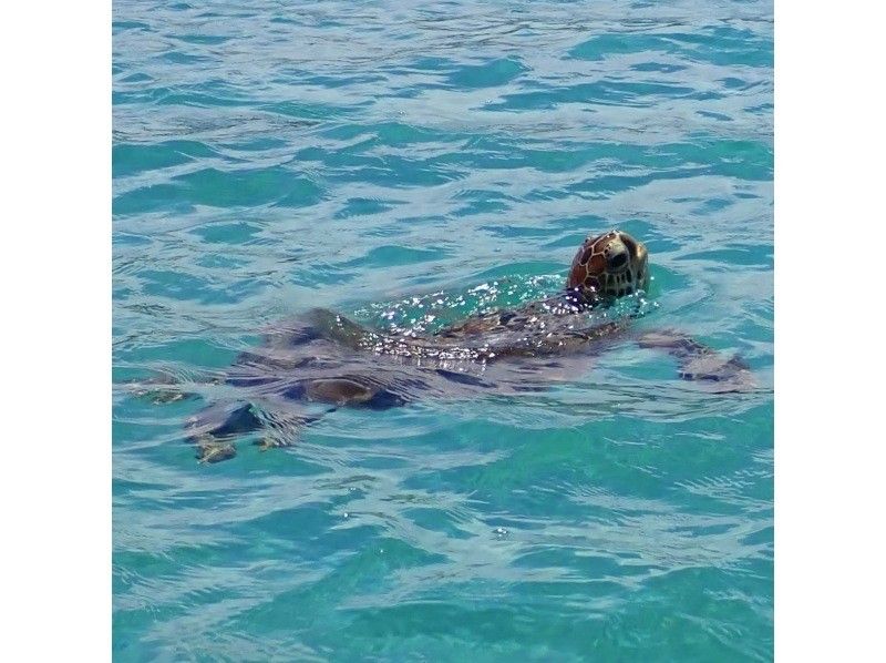 奄美大島【当日予約可能】クリアカヤック（90分）※ドローン空撮動画等写真の無料プレゼントあり※おひとり様もお任せください★の紹介画像