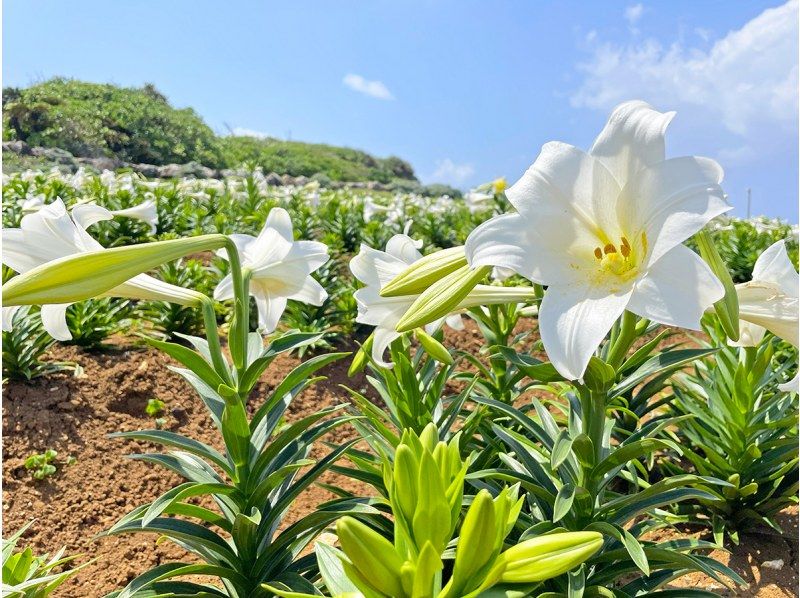 《4/27～5/5限定／那覇発》らくらくクルーザーで渋滞知らず！2025伊江島ゆり祭り日帰りツアークルーザー＆観光バスプラン！の紹介画像