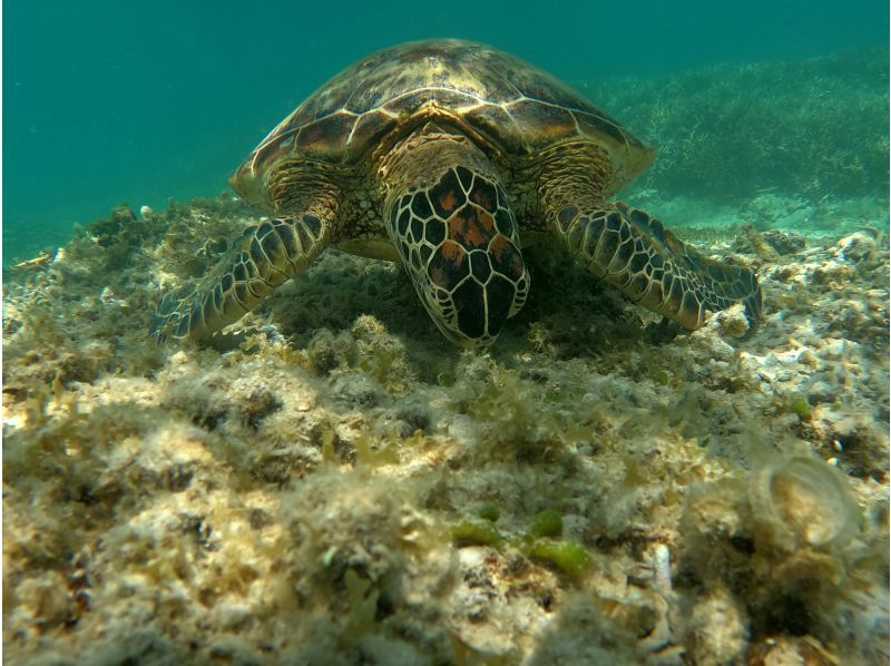 奄美大島【当日予約可能】シュノーケリング（90分）【GoPro水中撮影・ドローン空撮】★口コミ投稿で撮影データ無料プレゼント★の紹介画像