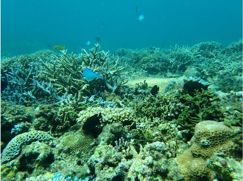 奄美大島【当日予約可能】シュノーケリング（90分）【GoPro水中撮影・ドローン空撮】★口コミ投稿で撮影データ無料プレゼント★の紹介画像