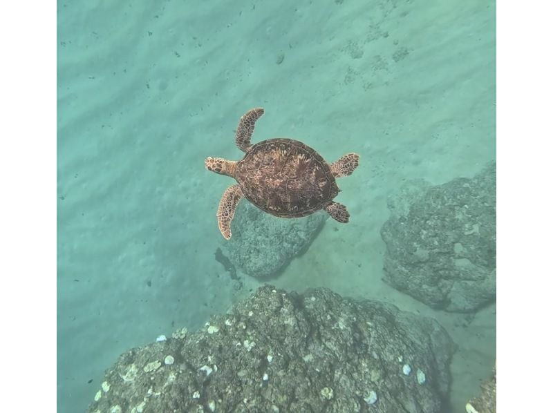 奄美大島【当日予約可能】シュノーケリング（90分）【GoPro水中撮影・ドローン空撮】★口コミ投稿で撮影データ無料プレゼント★の紹介画像