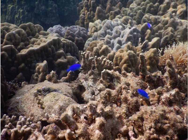 奄美大島　コウトリビーチ【当日予約可能】ボートツアー（120分）★シュノーケルとウェイク又はトーイング付★ドローン等無料撮影付き！の紹介画像