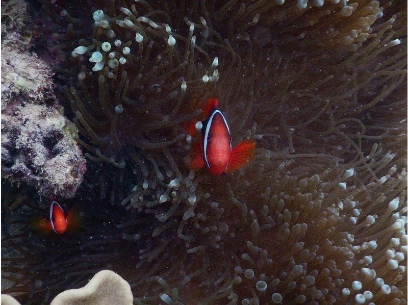 奄美大島　コウトリビーチ【当日予約可能】ボートツアー（120分）★シュノーケルとウェイク又はトーイング付★ドローン等無料撮影付き！の紹介画像