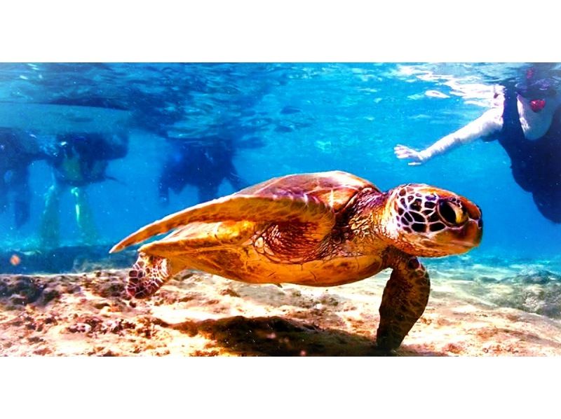  [Snorkeling with sea turtles from the evening] ♪ Sea turtle encounter rate is high