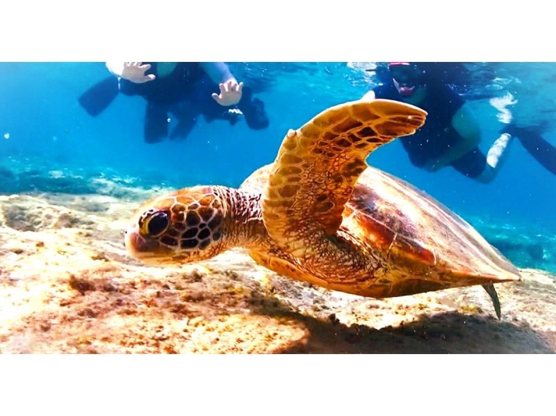  [Snorkeling with sea turtles from the evening] ♪ Sea turtle encounter rate is high