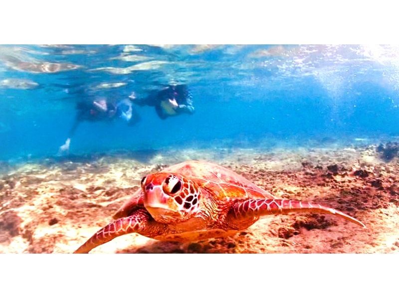  [Snorkeling with sea turtles from the evening] ♪ Sea turtle encounter rate is high
