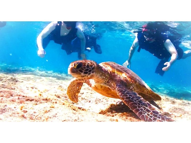 [Snorkeling with sea turtles from the evening] ♪ Sea turtle encounter rate is high