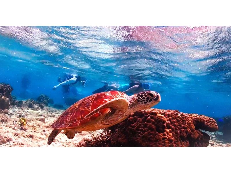  [Snorkeling with sea turtles from the evening] ♪ Sea turtle encounter rate is high