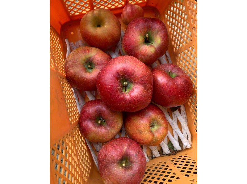 [山形/西村山]蘋果採摘♪30分鐘自助餐！附贈精美紀念品（3個蘋果）の紹介画像