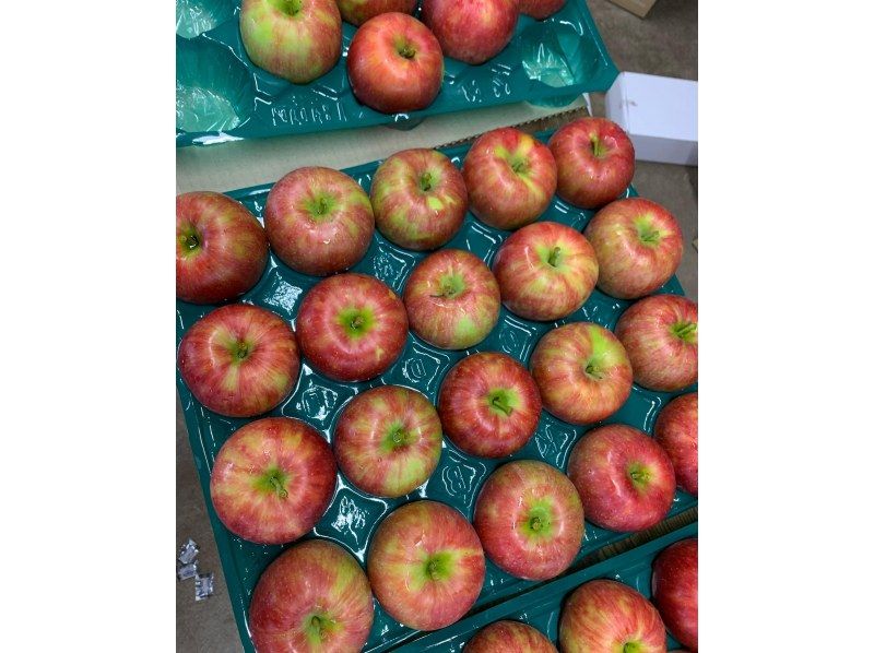 [Yamagata/Nishimurayama] Apple picking ♪ All-you-can-eat for 30 minutes! Comes with a nice souvenir (3 apples)の紹介画像